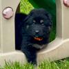 King Shepherd Puppies 