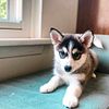 9 week old Adorable Mini Husky! Oakland County, MI. Go home with you today!