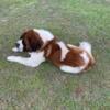 AKC fully registered Saint Bernard