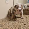 ENGLISH BULLDOG SPECIAL