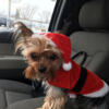 ***AKC TEACUP & TOY YORKSHIRE TERRIER HALLOWEEN SPECIAL SALE ***Call Dr. Joy 313-333-7428 TODAY***