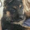 German Shepherd Puppies AKC Females Sable and Black and Tan