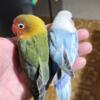 TAME hand feeding lovebirds ( agapornis ficheri )