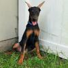 Doberman male puppy