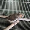Cockatiels hand feeded tamed Port Richey $80