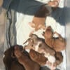 Mini dachshund puppies 