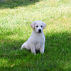 Labrador Puppy - Wanda