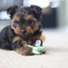 Yorkie puppies (toy)