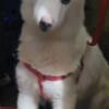 $650  PUREBREED 1YR GIRL HUSKY WITH PAPERS BROOKLYN NYC