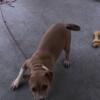 Bully puppy for sale canton ohio