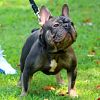 Leo for stud french bulldog proven