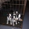 Full blooded Boston terrier puppies two female two males $600 CASH.