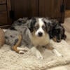 Toy Aussie female needs a home!