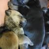 Rottweiler mix puppies