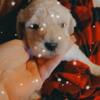 Goldendoodle puppies mini and standard