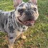French bulldog puppies