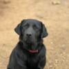 2 year old black lab female- free to excellent home