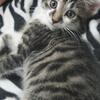 Polydactyl kitty 
