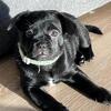 Bertha | Tuxedo FrenchiePom — Fully Vaccinated, Trained & Ready