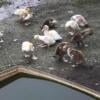 Muscovy Duckl;ings   New hatchlings  more to come