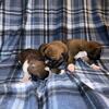 Boxer Puppies