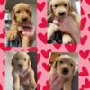 AKC golden retriever puppies