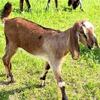 Nubian doeling