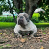 Pet home female 