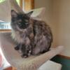 Adult Maine Coon female ready for new home.