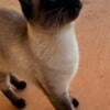 Siamese needs a new home