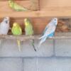 English Budgies.               .