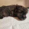 male Cairn Terrier puppy for sale