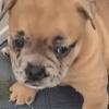Exotic Bully Puppy