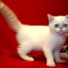 CFA REG Cream lynx point Exotic Short hair male