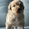 Otis-Male-Goldendoodle