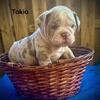 English Bulldog puppies 