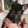 Purebred German Shepherd Puppies for Sale!