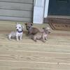 Chihuahua Puppies