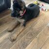 Male German shepard 10 weeks 