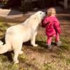 Great Pyrenees Male Needs Rehoming