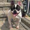French Bulldog Female