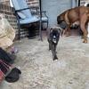 Akc female boxer