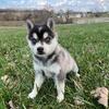 Mini Alaskan Klee Kai - Kairo