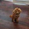 AKC/CKC Toy Red Poodle Stud ready to breed