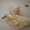 2 Pekin Ducks Available