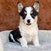 Gorgeous Welsh Corgi Puppies - Ready Today! (352) 553-2778