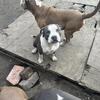 American Bully Pups