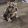 9 week old akc french bulldog