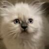 Blue Point Himalayan Kittens