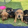 Dachshund Pups for sale